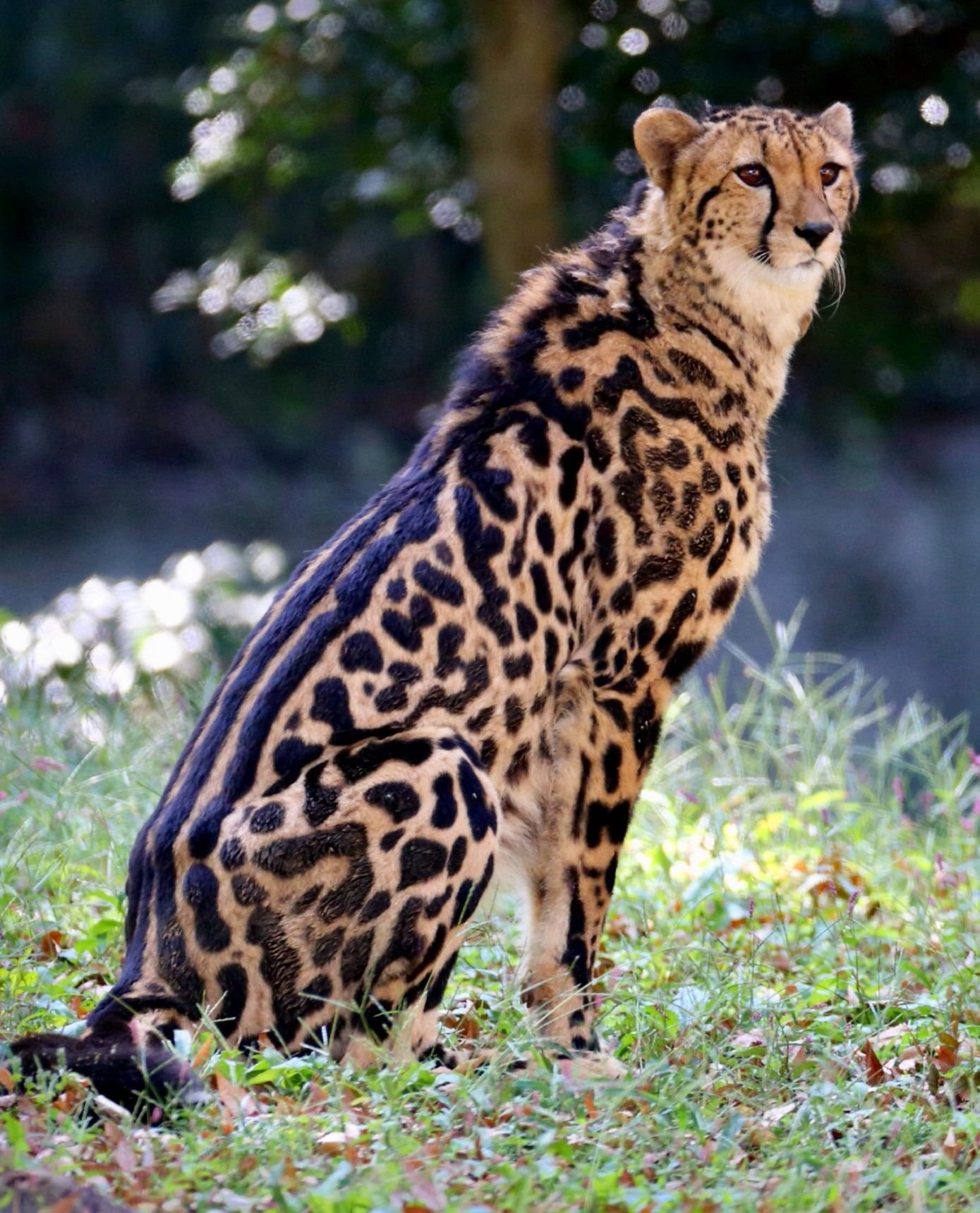 Пестрый леопард. Гепард меланист. Дымчатый леопард (Neofelis nebulosa),. Берберийский леопард. Леопард Оцелот Ягуар.