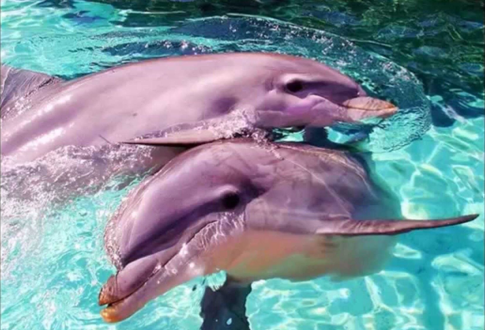 Дельфины живут лет. Амазонский розовый Дельфин. Дельфин-Афалина розовый. Амазонский Речной Дельфин. Афалина альбинос.