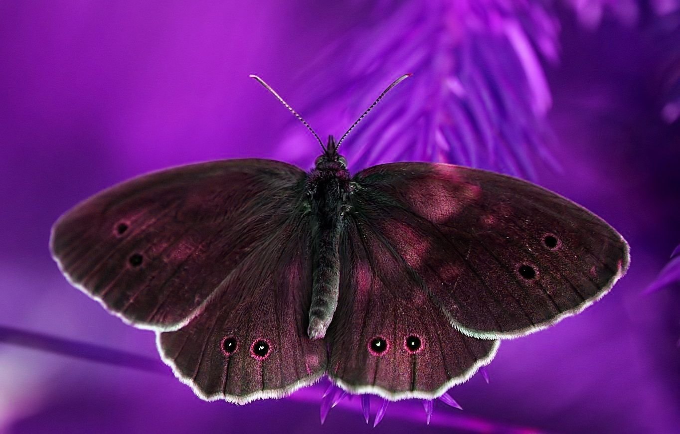 Бабочки фиолетового цвета. Бабочка фиолетовая. Сиреневые бабочки. Фиолетовые насекомые. Фиолетовый мотылек.