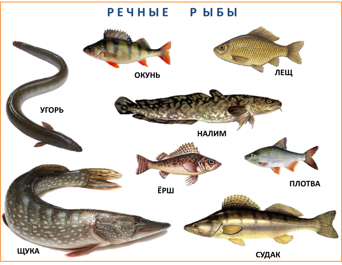 Речная рыба фото с названиями средней полосы россии