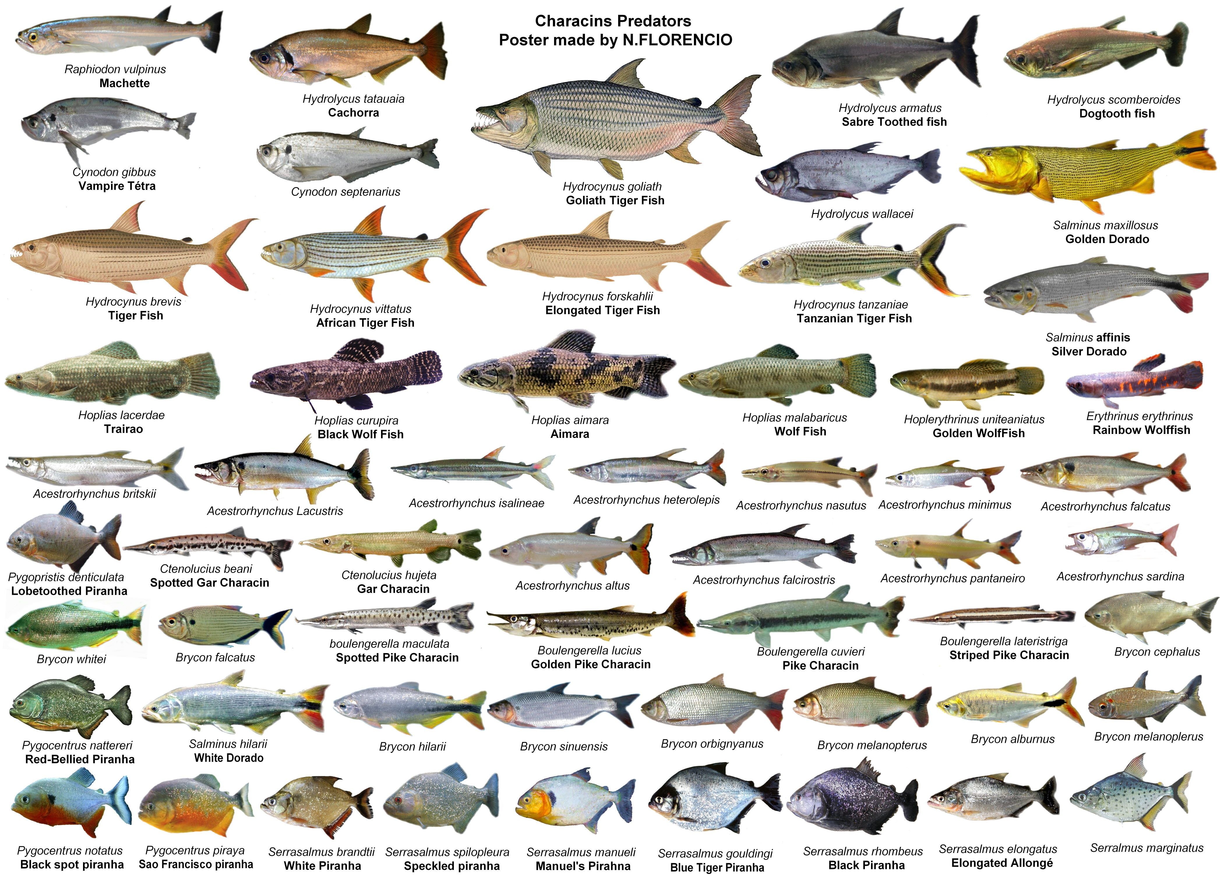 К какой породе рыб относится. Виды рыб. Рыбы список. Северная рыба названия. Речные рыбы названия.