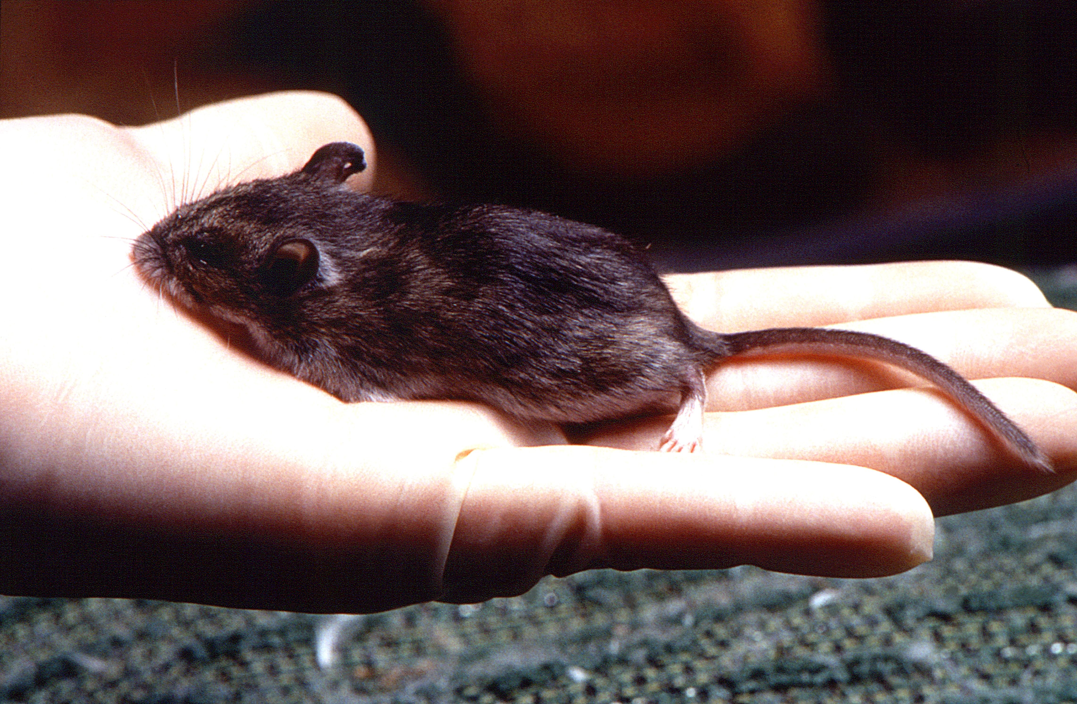Коричневые мыши. Мышь домовая (mus musculus l.. Черная мышь полевка. Peromyscus maniculatus. Мышь черная домовая.