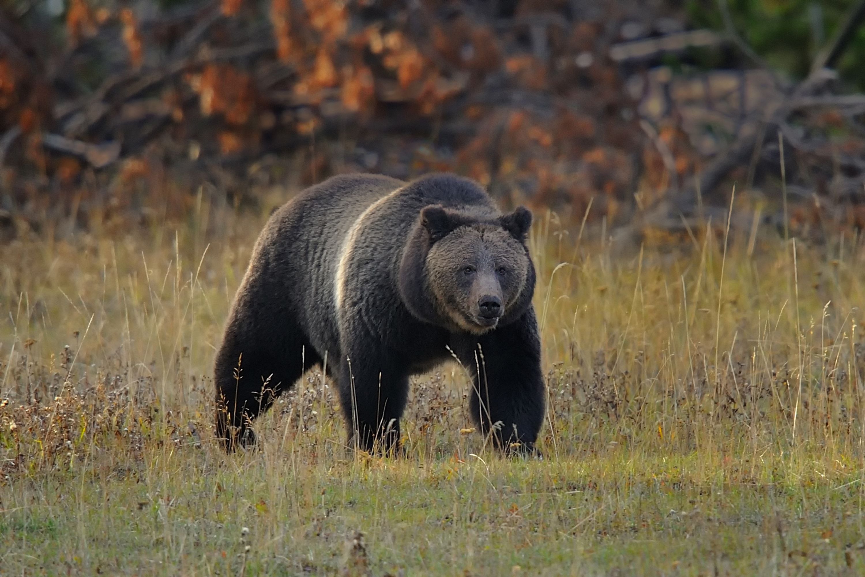 На каких обитают медведи гризли