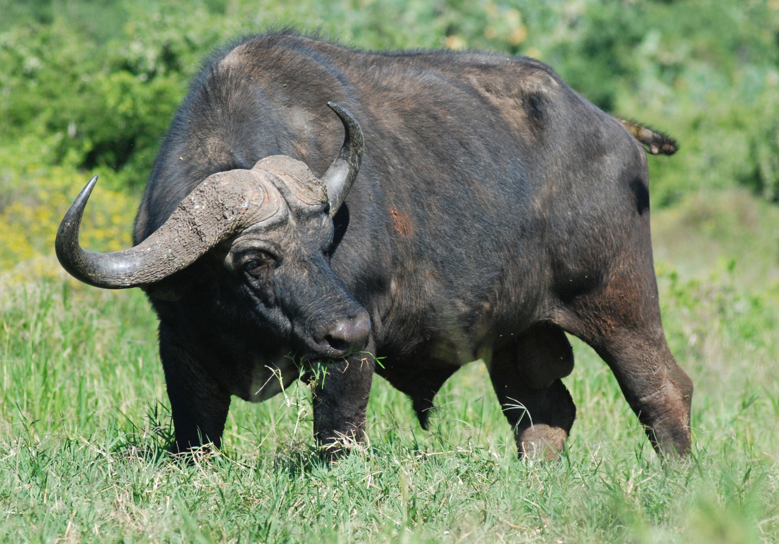 Дикий бык индии 4. Буффало бык. Буйвол Буффало Индия. Африканский буйвол. Буйвол ареал.