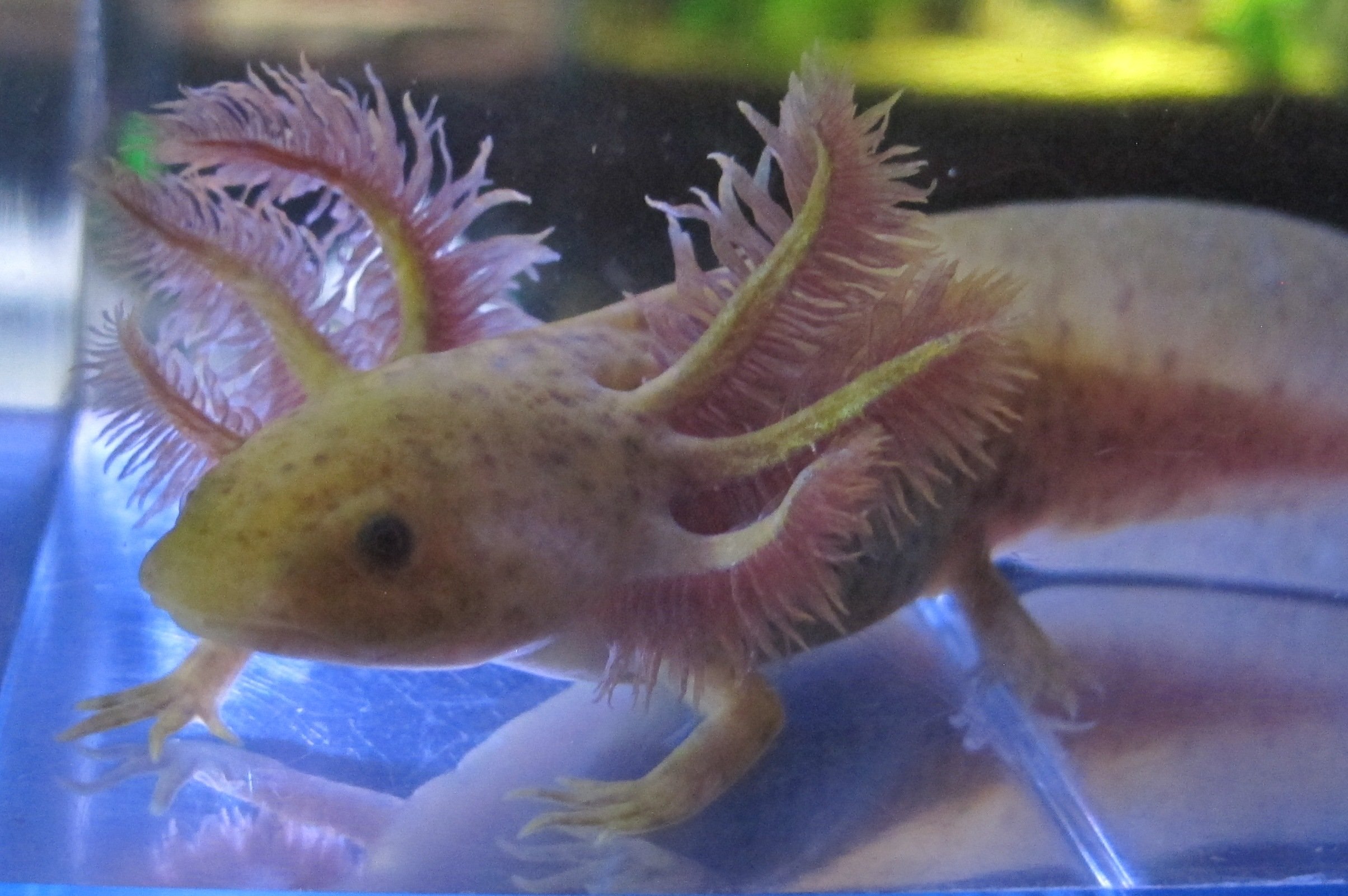Аксолотль цвета. Мексиканская саламандра аксолотль. Морской дракон аксолотль. Рыба Лунтик аксолотль. Аксолотль альбинос.