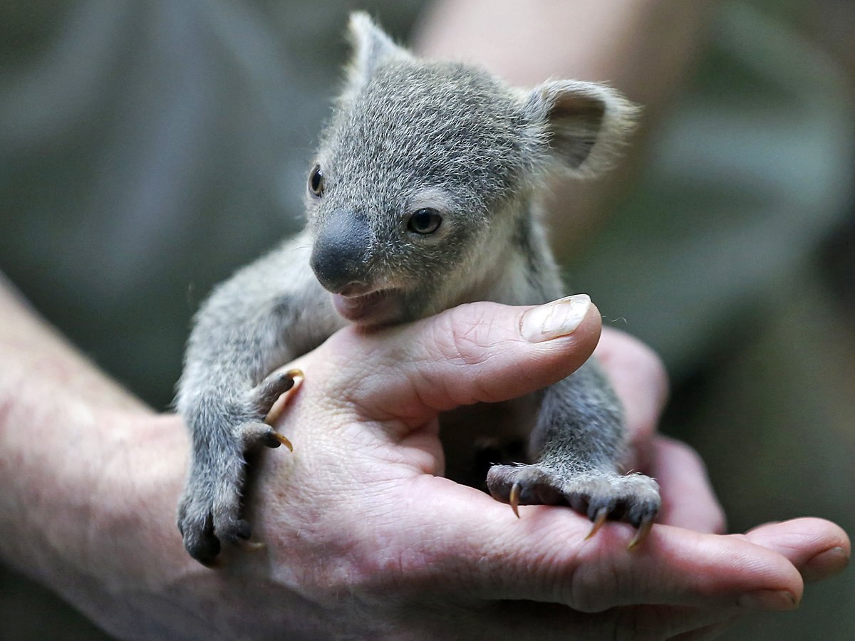 Коала рука. Квинслендский коала Koalemus. Коала с детенышем. Детеныш коалы новорожденный. Детеныши коалы Новорожденные.