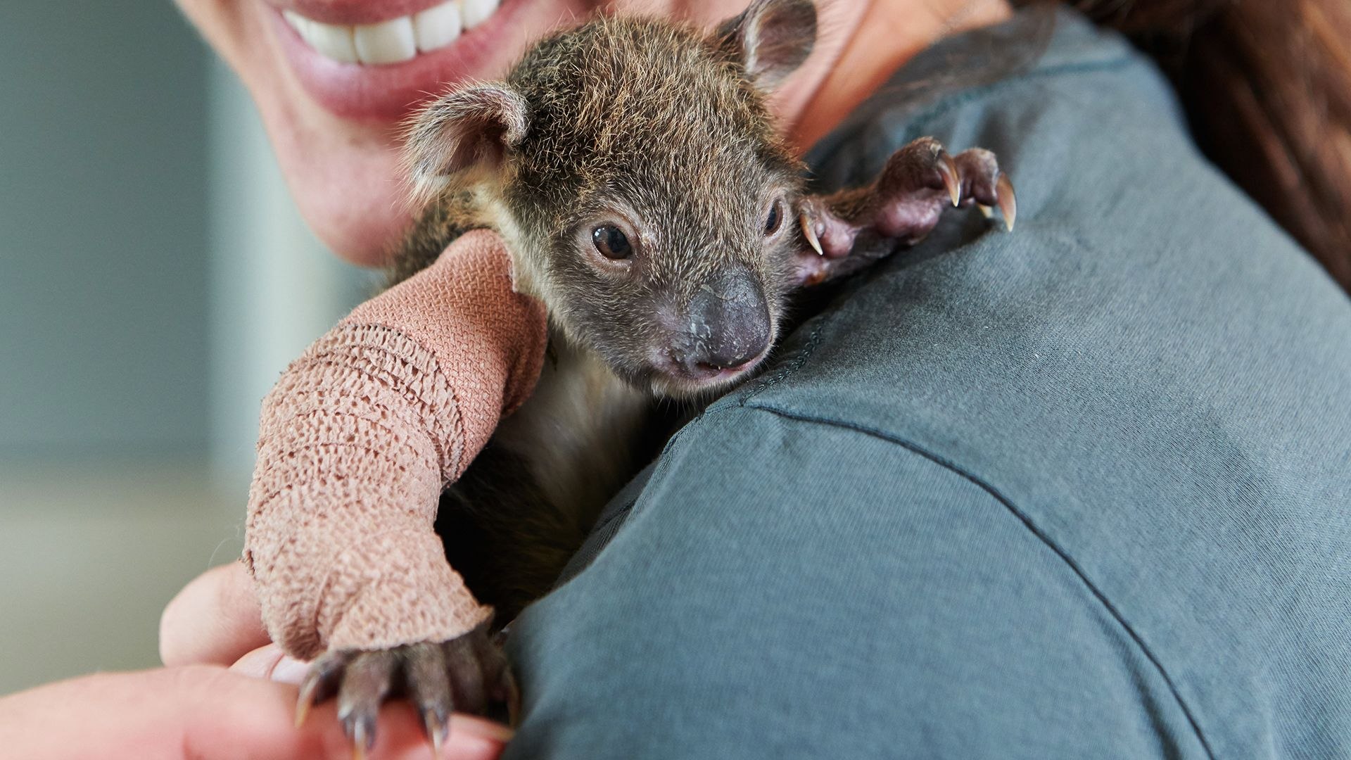 Коала рука. Детеныш коалы новорожденный. Лапа коалы. Рождение коалы. Пальцы коалы.