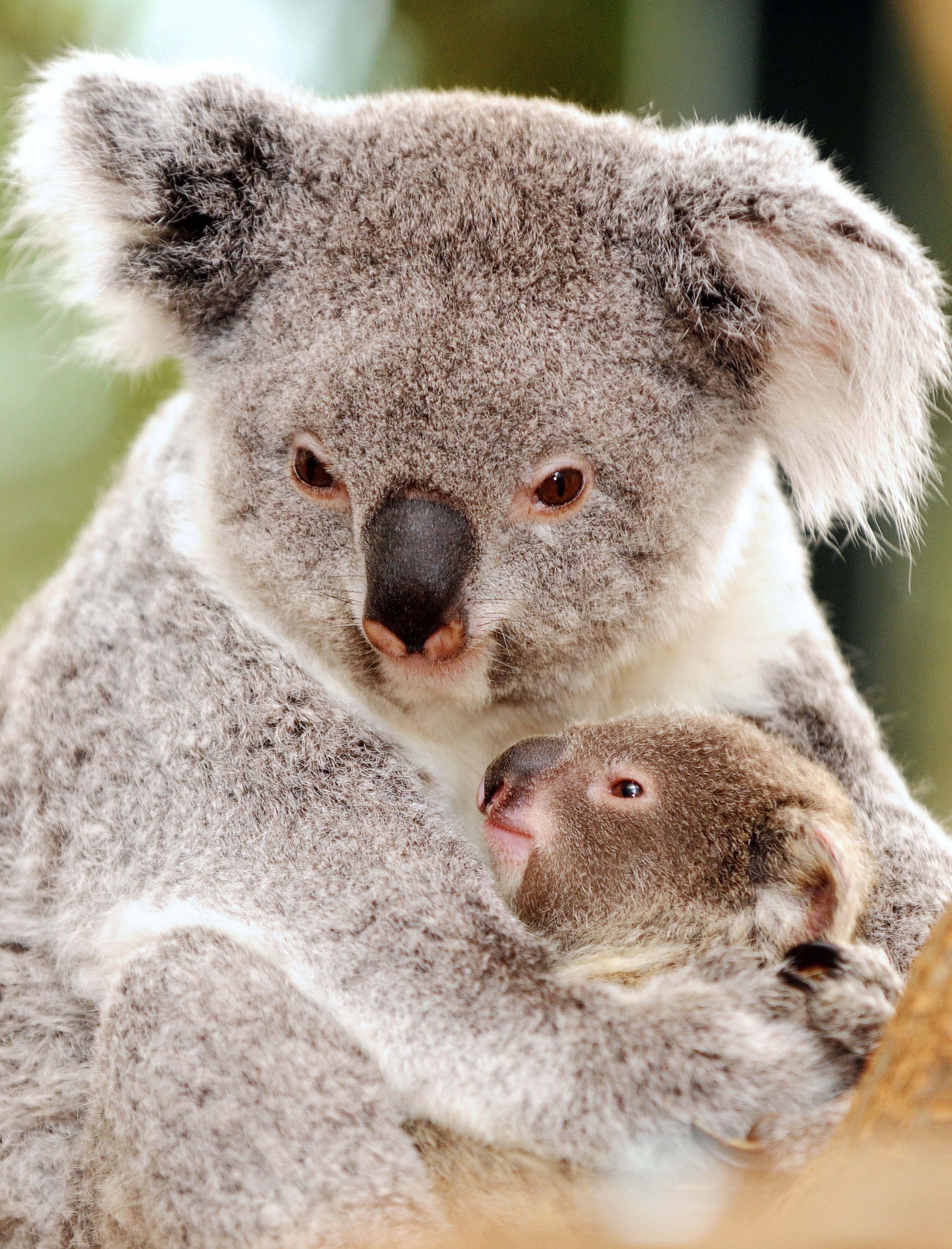 Детская коала. Коала сумчатое. Мишка коала. Коала и Ленивец. Коала с детенышем.