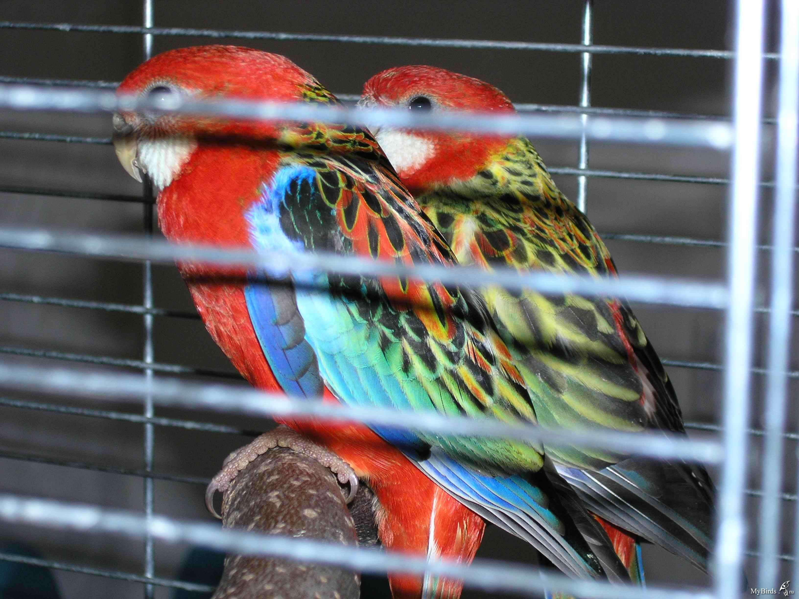 Большой красный пестрый. Розелла Рубиновая попугай. Розелла клетка для попугая. Розелла пестрая. Пятнистый попугай.