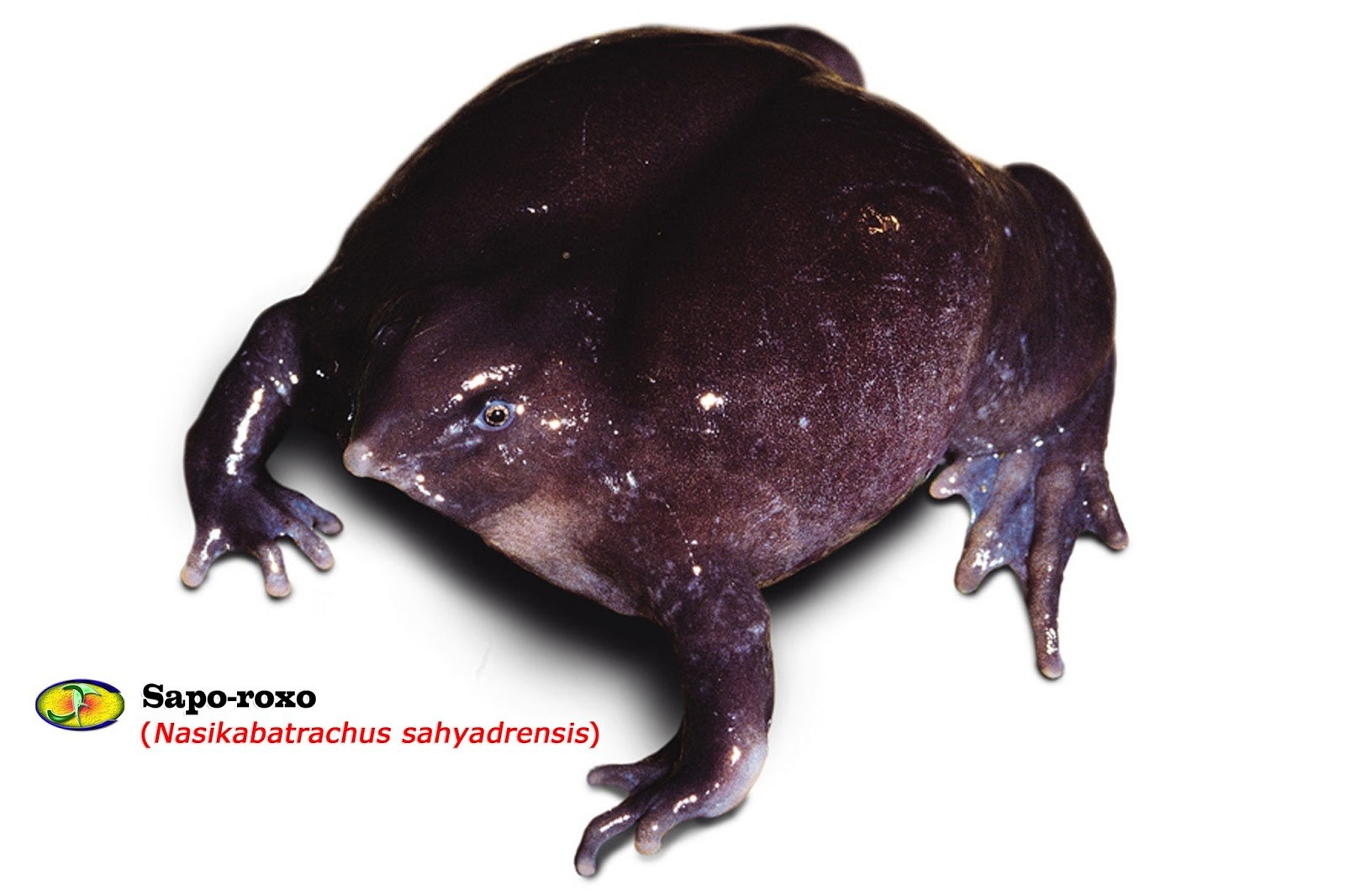 Фиолетовая лягушка. Индийская лиловая пурпурная лягушка. Насикабатрачус сахядренсис лягушка. Пурпурная свиноносая лягушка.