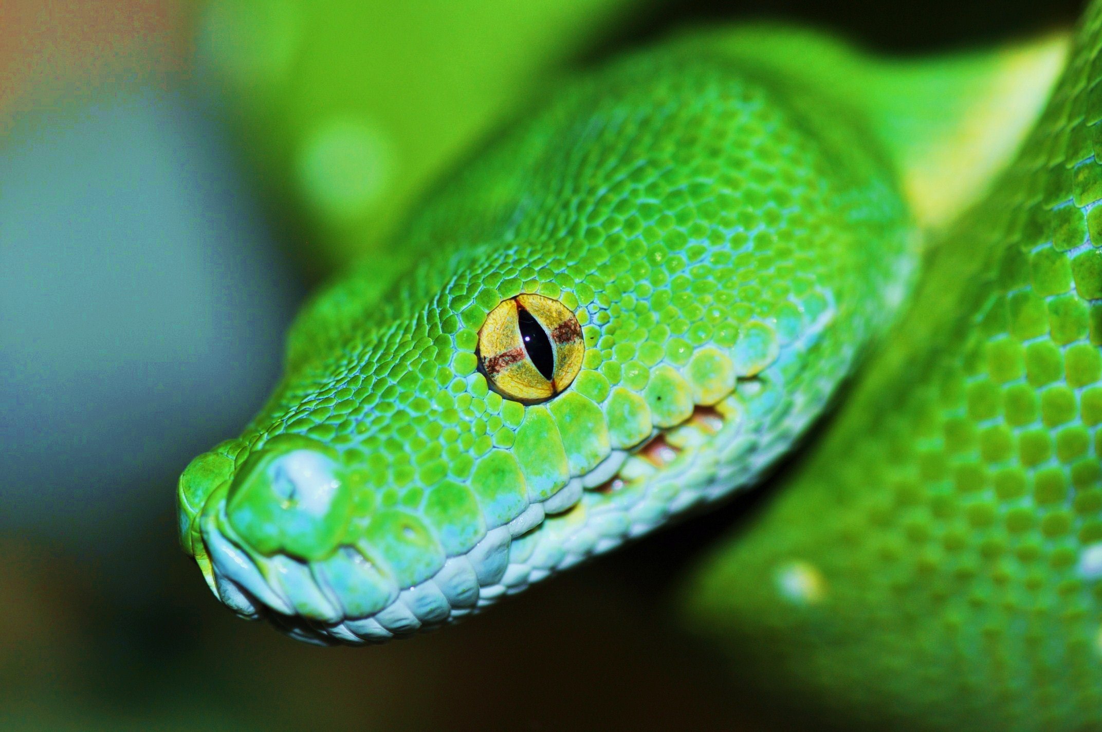 Змей хамелеон. Питон Морелия виридис. Зеленый питон (Morelia viridis). Змея питон зеленый. Собакоголовый удав.