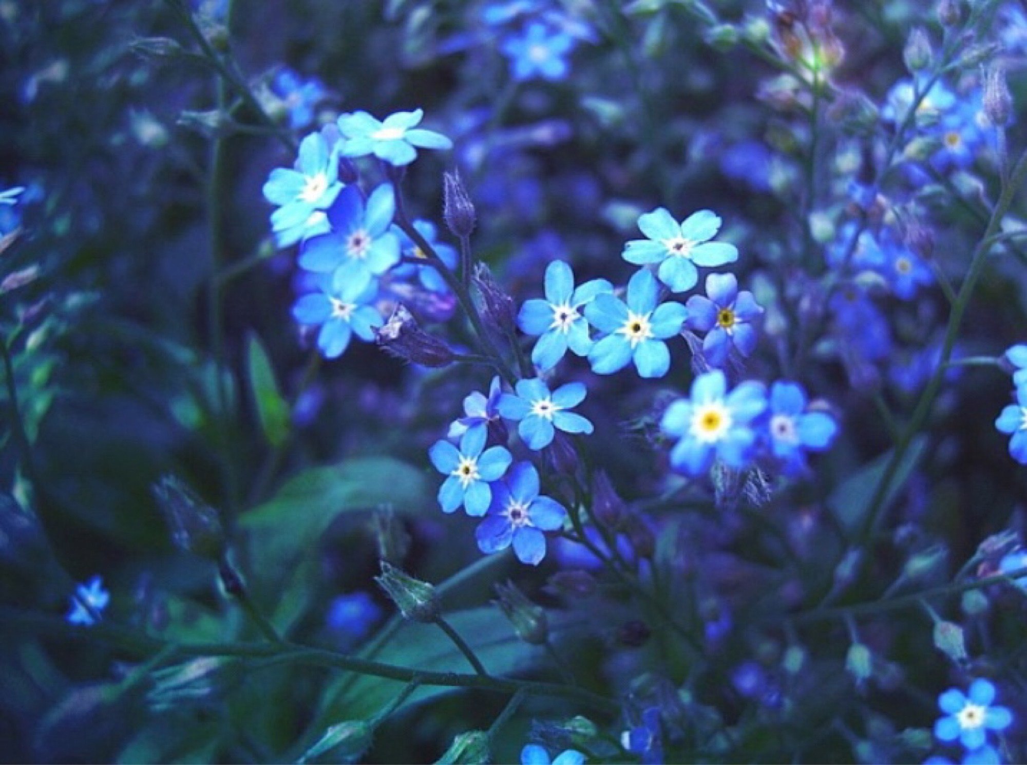 Незабудка армия. Незабудка фиолетовая. Незабудка гибридная. Голубые цветы незабудки. Мелкие синие цветы.