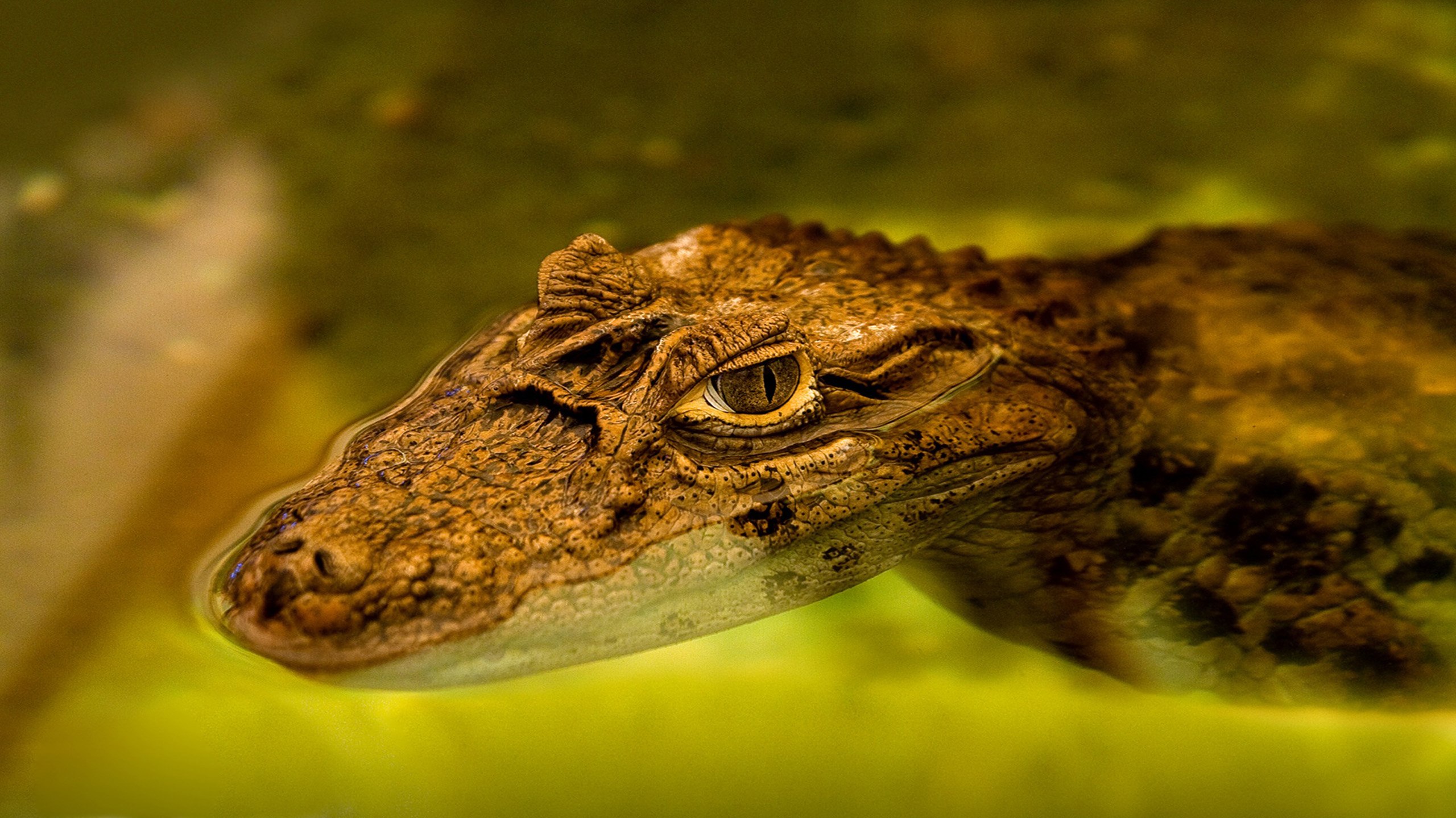 Кайман животное. Крокодиловые кайманы. Кайман крокодил. Крокодиловый Кайман (Caiman Crocodylus). Очковые кайманы.