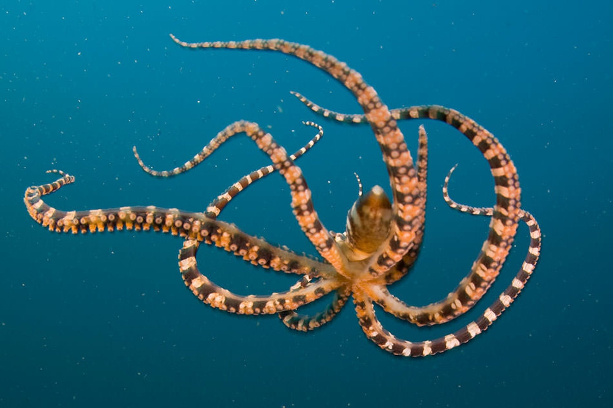Осьминог это животное или нет. Длиннощупальцевый Спрут. Длиннощупальцевый осьминог. Карибский рифовый осьминог. Синекольчатый осьминог.