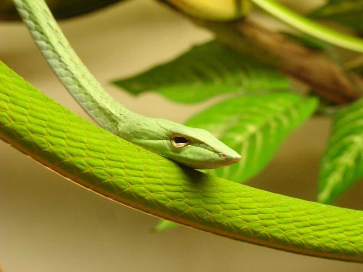 Тонкая змейка. Зелёная мамба змея. Leptophis Ahaetulla. Плетевидная змея. Виноградная остроголовая змея.