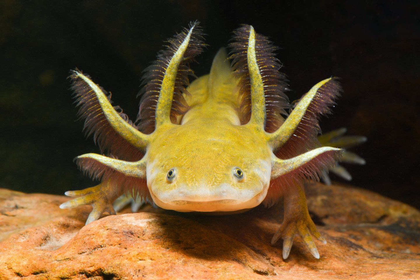Рыбы дракон дети. Мексиканская саламандра аксолотль. Аксолотль альбинос золотой. Тритон аквариумный аксолотль. Аксолотль желтый.