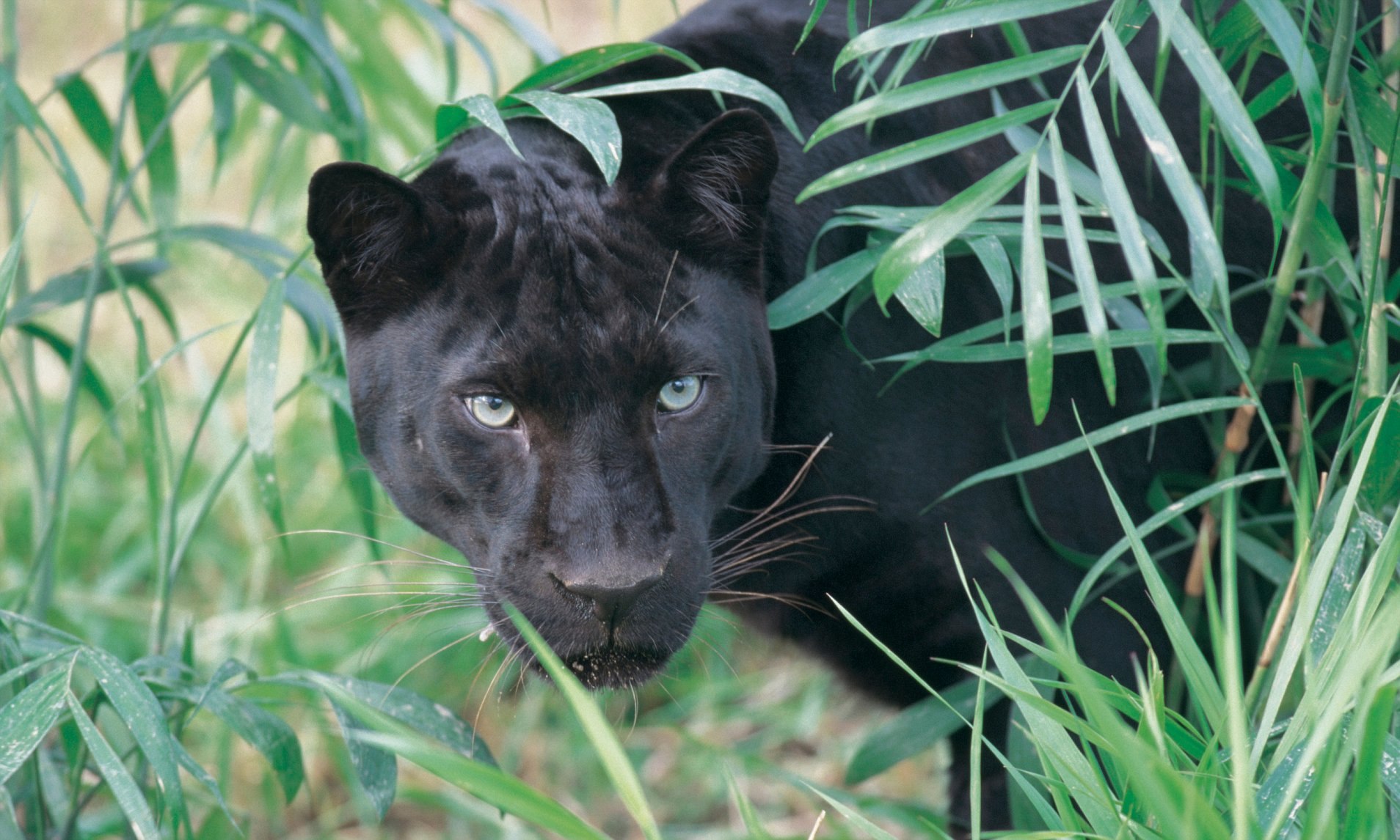 Фото черной пантеры в природе