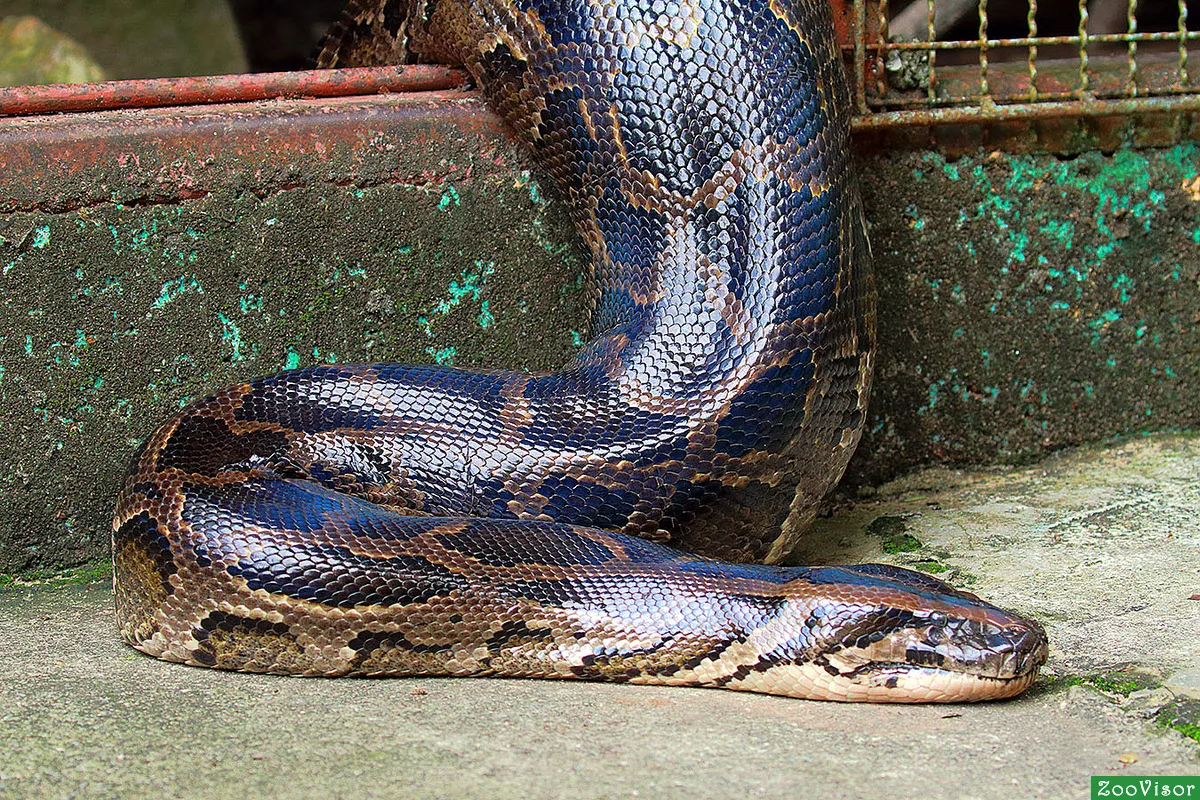 Патагонский фиолетовый питон. Сетчатый питон - 12,2 м. Сетчатый питон 7.5 метров. Питон змея.