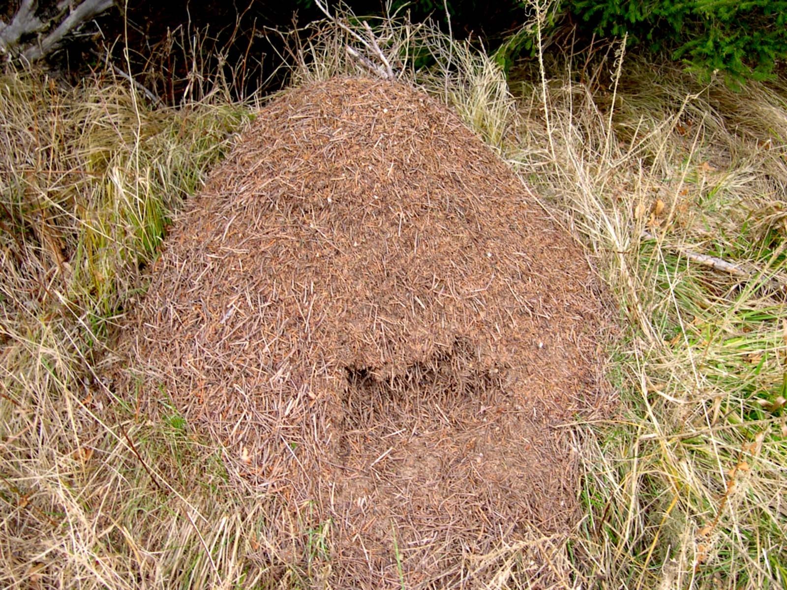 Сонник муравьи много. Муравейник. Муравейник в лесу. Гнездо муравьев. Гнездо рыжего лесного муравья.