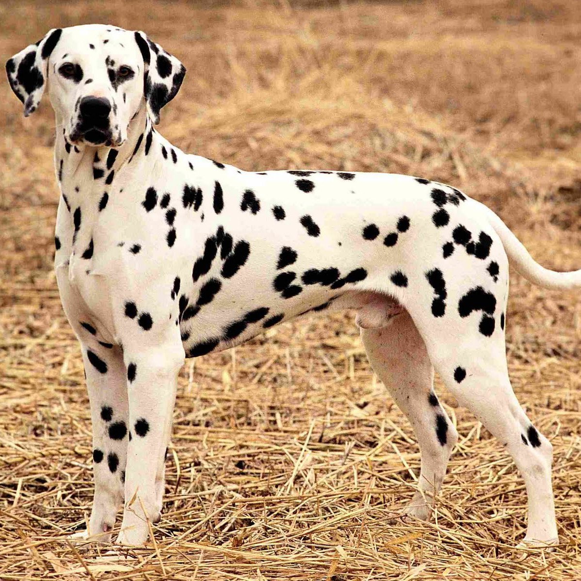 Порода собаки белая с черными пятнами. Порода собак Далматин. Далматин собака. Далматинец и овчарка. Далматин окрасы.