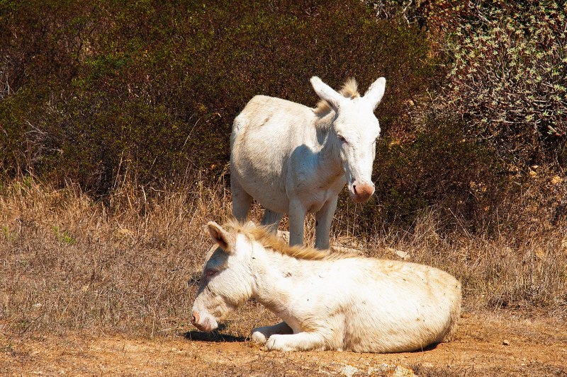 Asinara Donkey