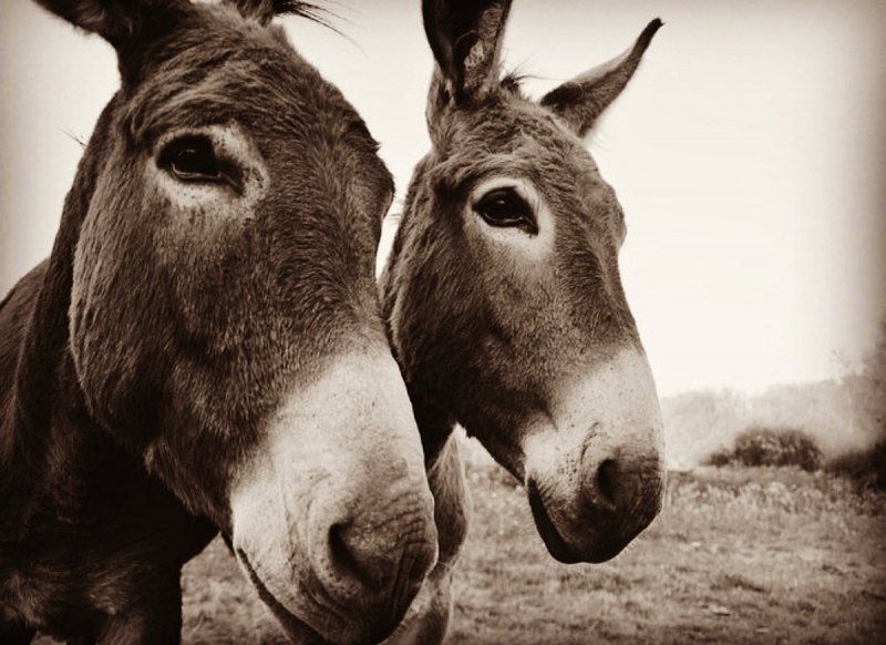 Donkey cock
