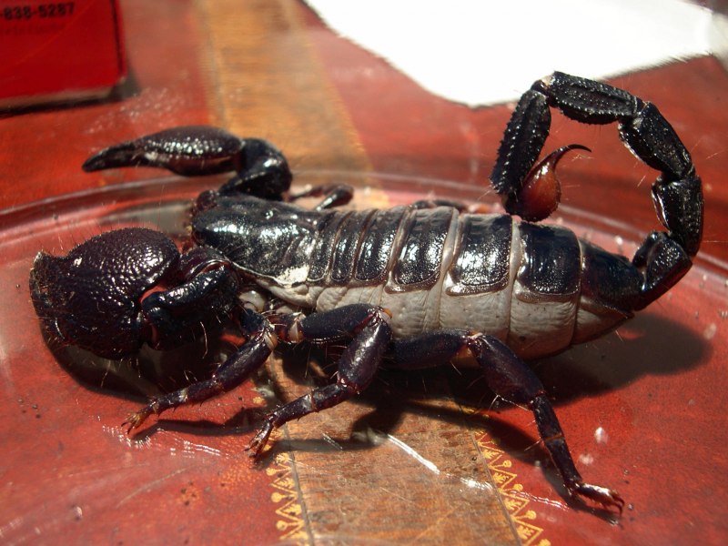 Androctonus crassicauda