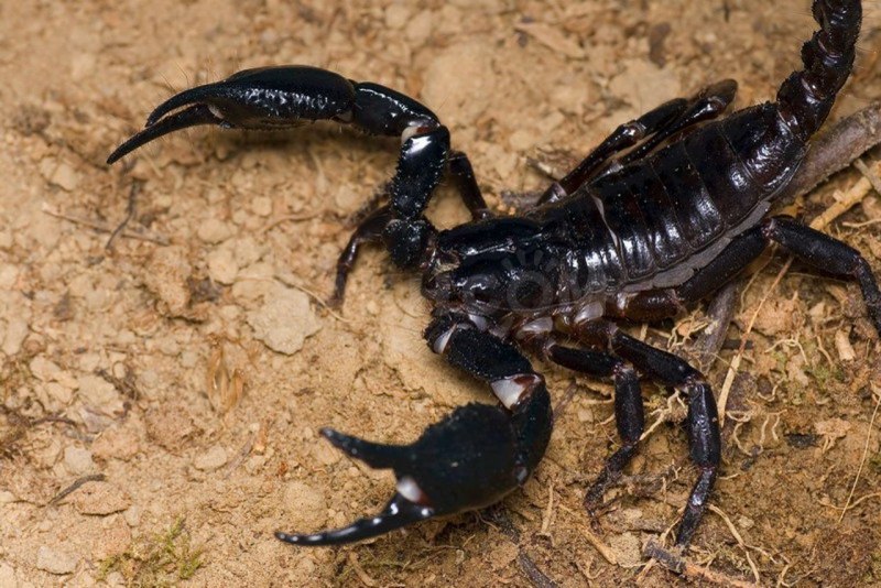 Скорпион Androctonus Australis