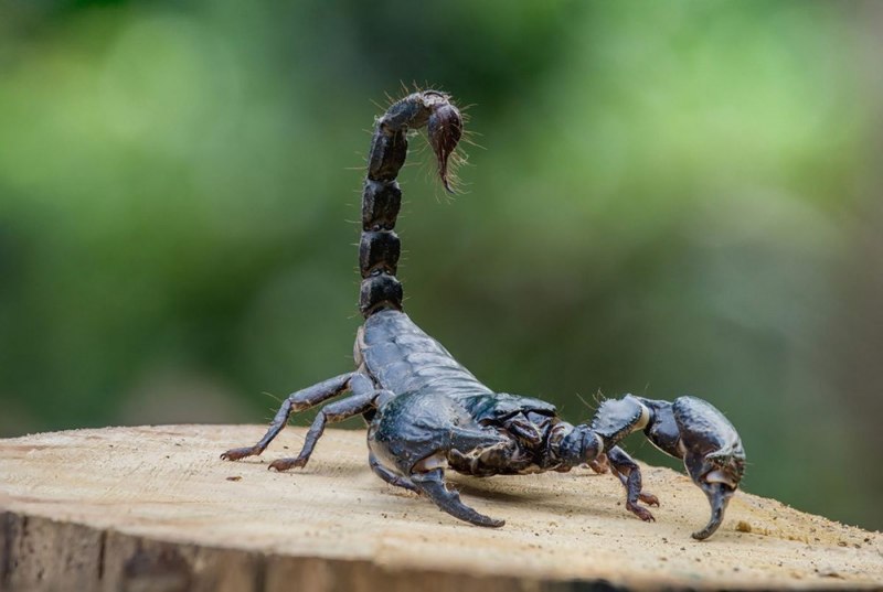 Грацилис Скорпион