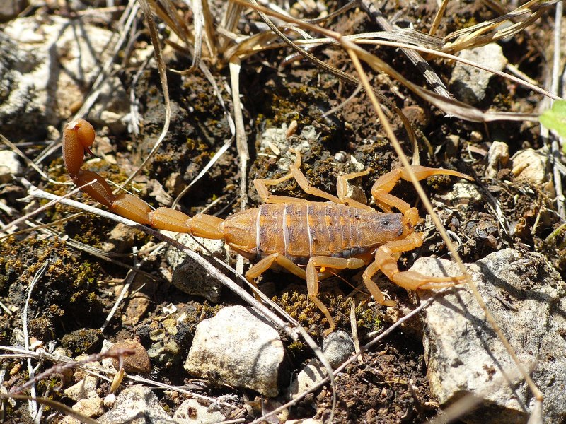 Mesobuthus eupeus