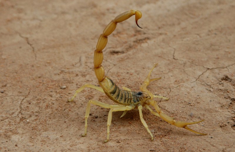 Скорпион Heterometrus spinifer
