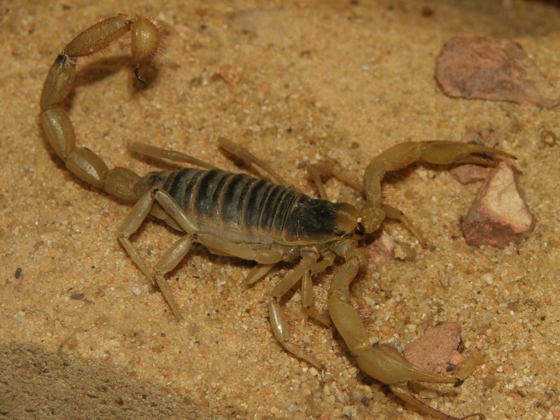 Mesobuthus eupeus