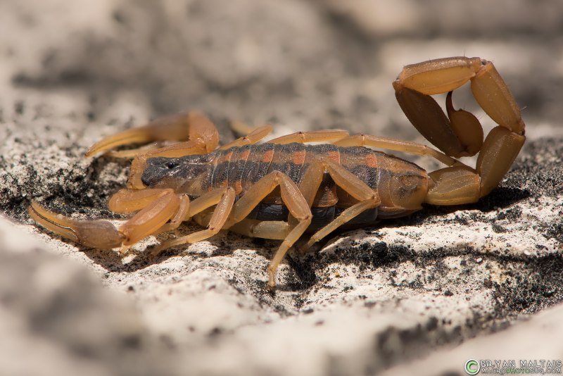 Hottentotta nigrocarinatus