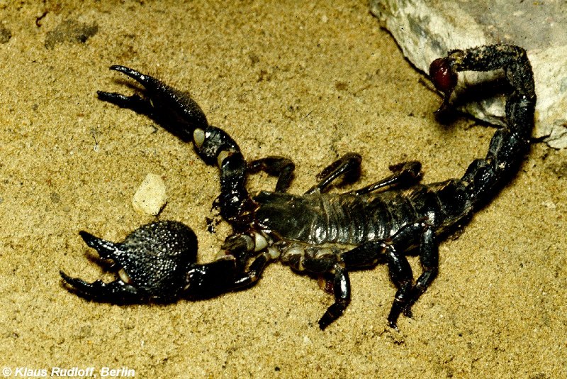 Heterometrus spinifer