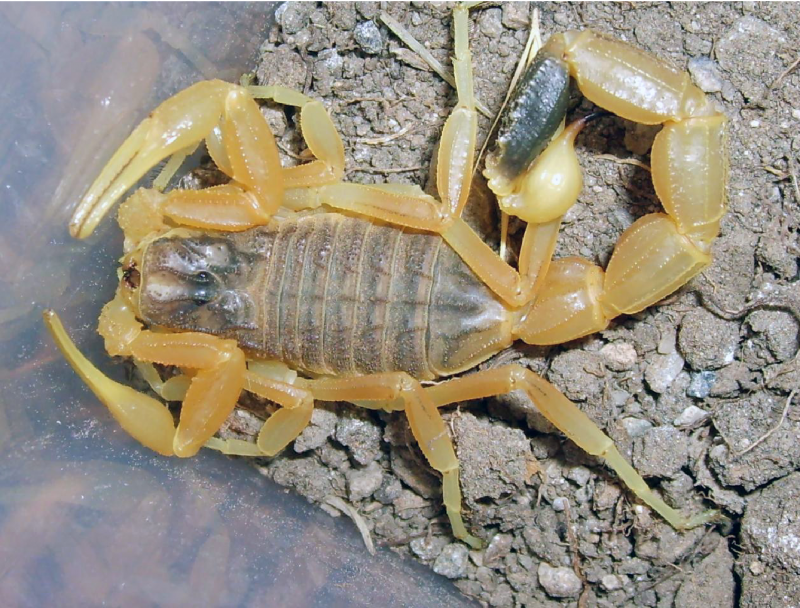 Uroplectes lineatus, Скорпион