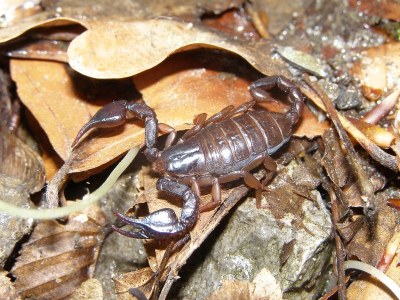 Androctonus bicolor