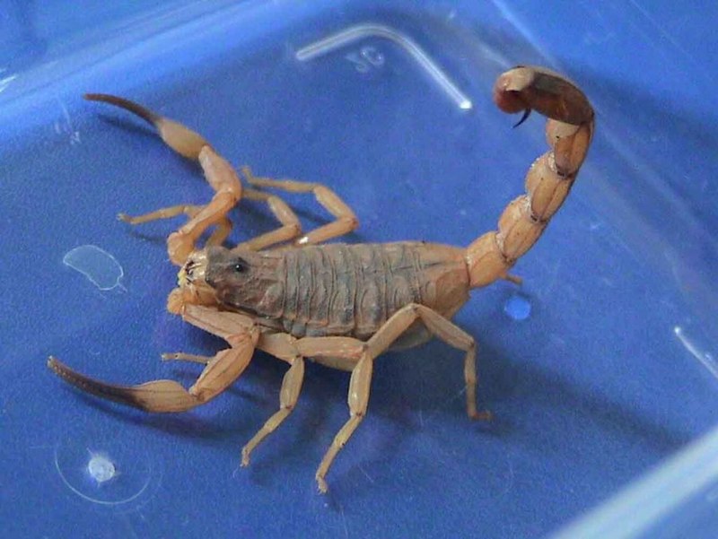 Толстохвостый Скорпион Androctonus Australis