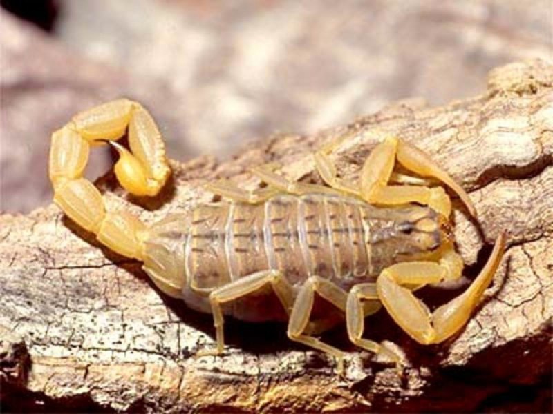 Скорпион Tityus serrulatus