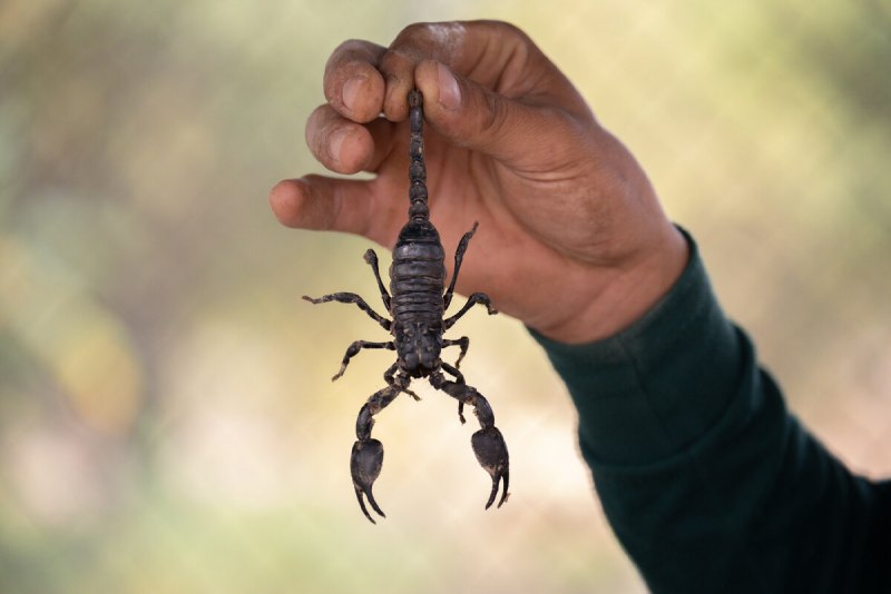 Heterometrus petersii
