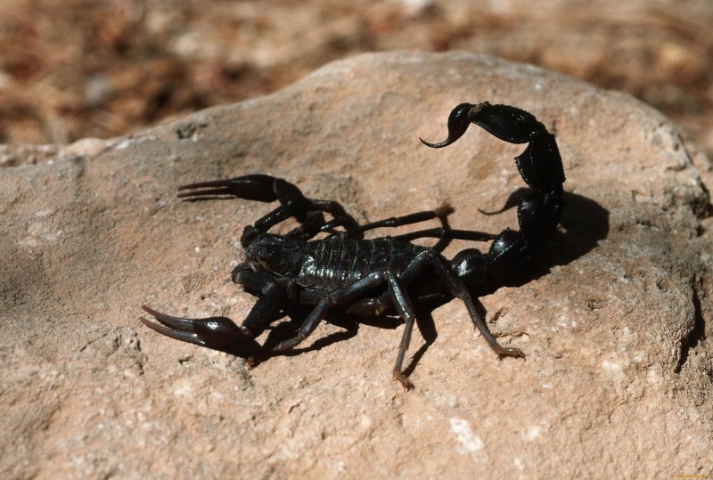 Androctonus mauritanicus