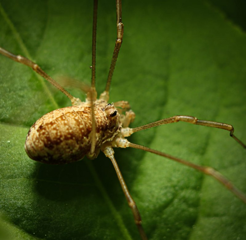 Сенокосцы (Opiliones)