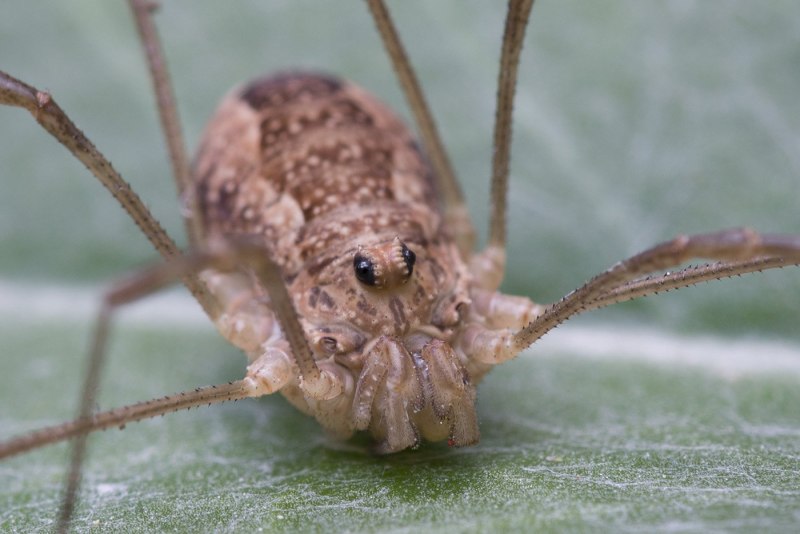Сенокосцы пауки Pholcus phalangioides