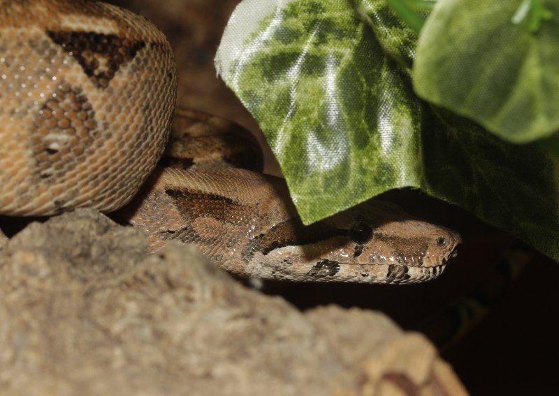 Boa Constrictor Imperator