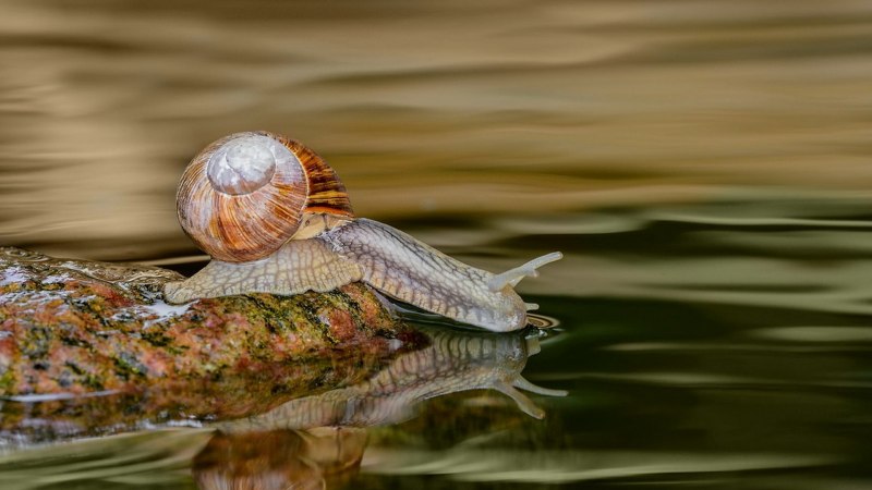 Водяные улитки в аквариуме