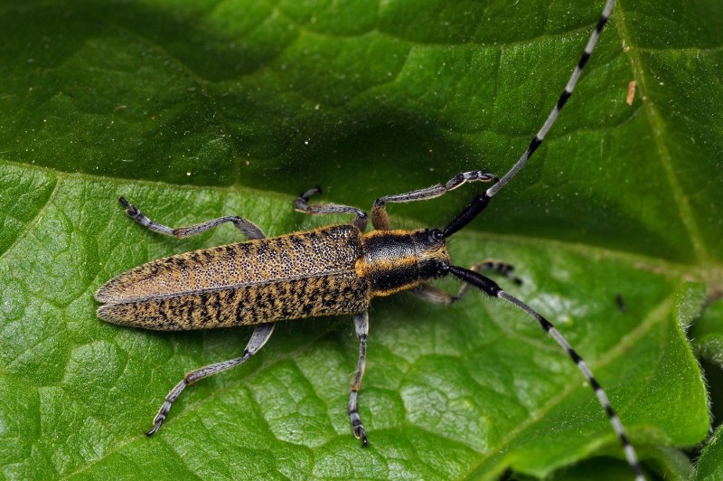 Жук-усач (Cerambycidae)