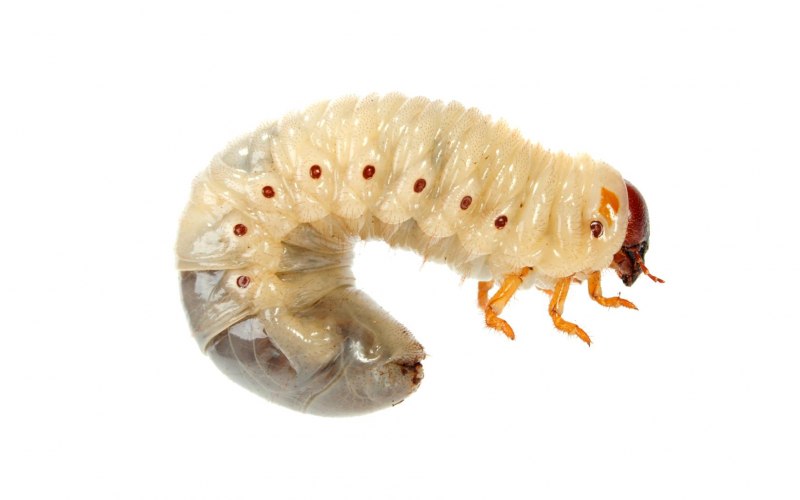 Prionus coriarius Жук