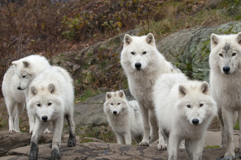 Canis Lupus tundrarum