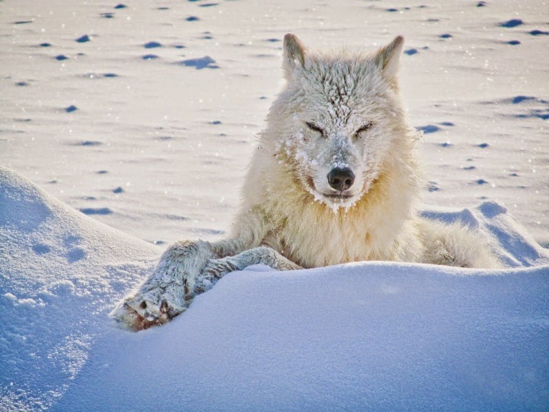 Arctic Wolf (Арктический волк)
