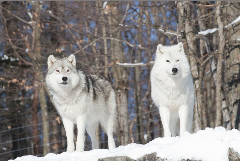 Arctic Wolf (Арктический волк)