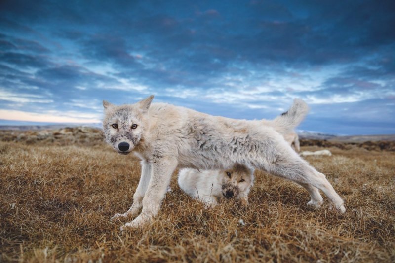 Arctic Wolf (Арктический волк)